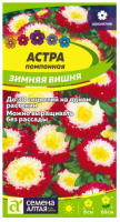 Астра Зимняя вишня